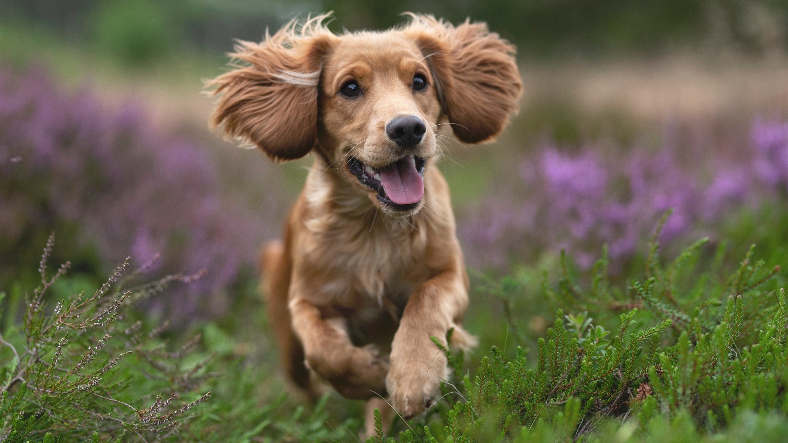 致命绞索与魔法时刻，巴尔韦德如何导演西班牙对日本的战术绞杀