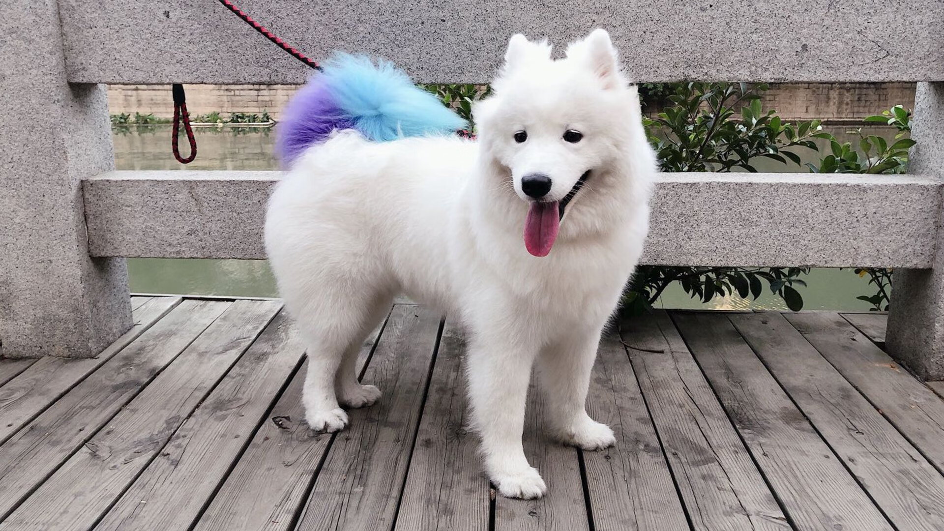 高原无解方程,西决生死夜,武切维奇在篮下写就的绝对法则