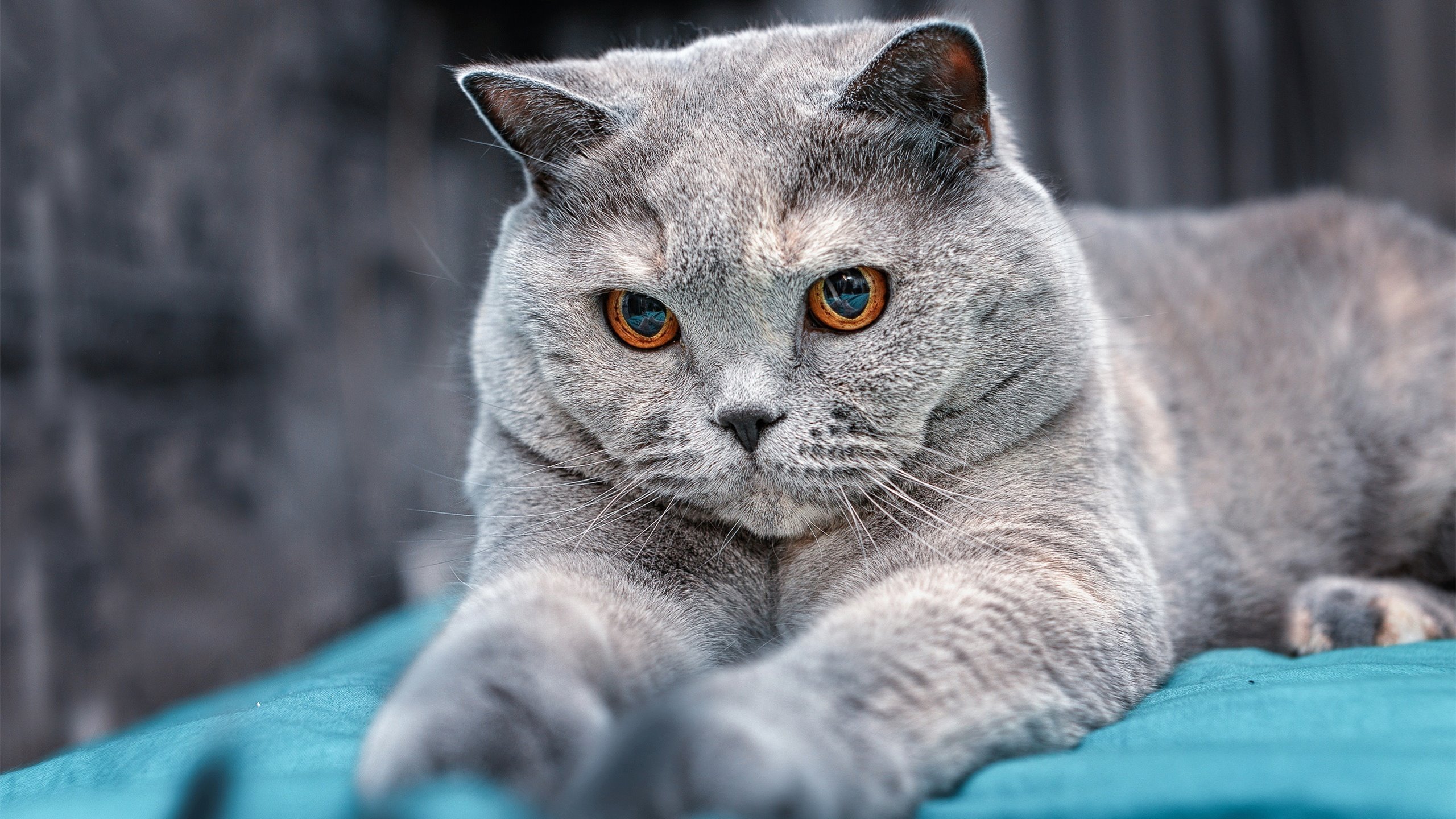 赛道轰鸣与球场轨迹，当F1年度争冠之夜遇见另一个维度的性能狂欢