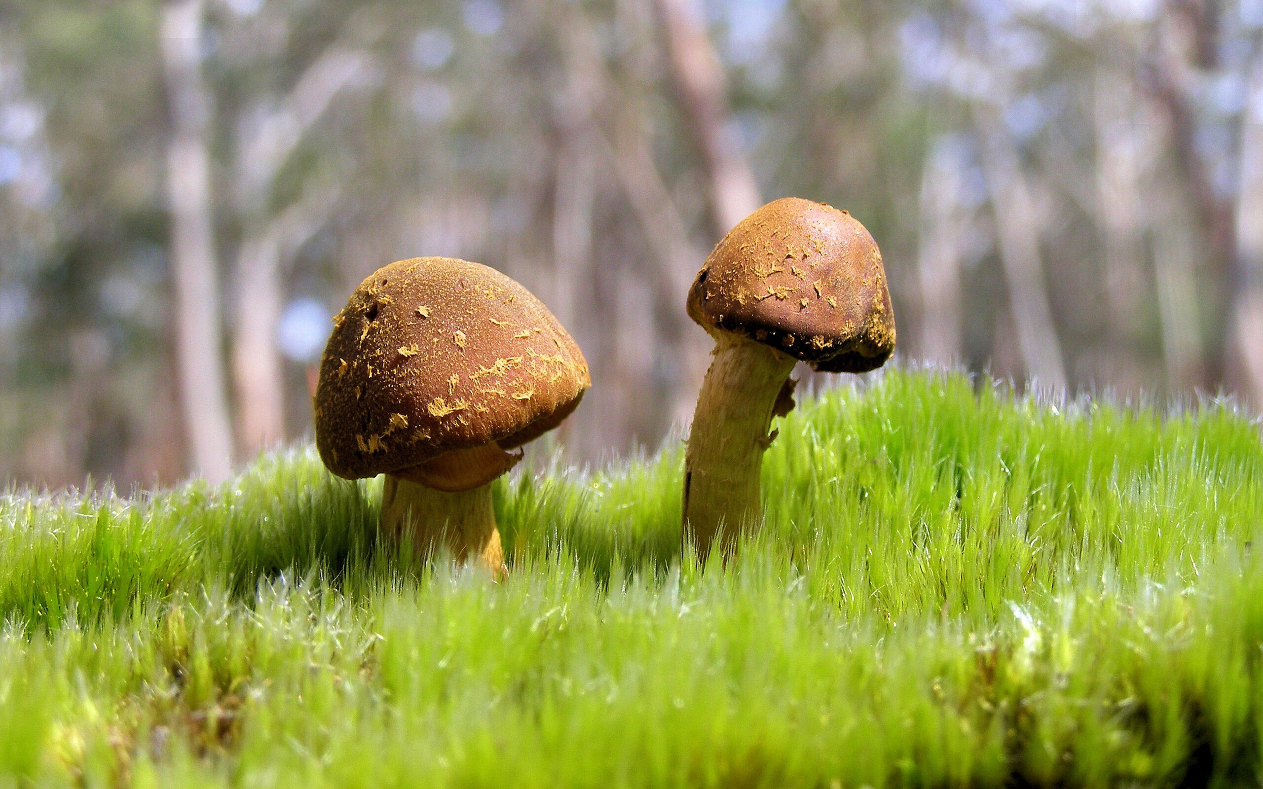 足球盛宴，毕尔巴鄂打穿智利，姆巴佩成为全场焦点