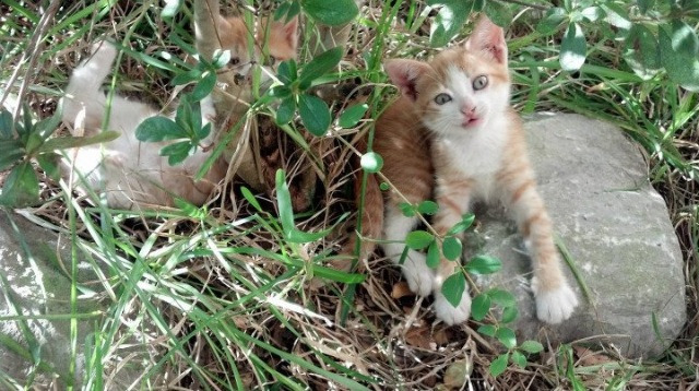 门迪制胜一击，日本战胜委内瑞拉的关键解读