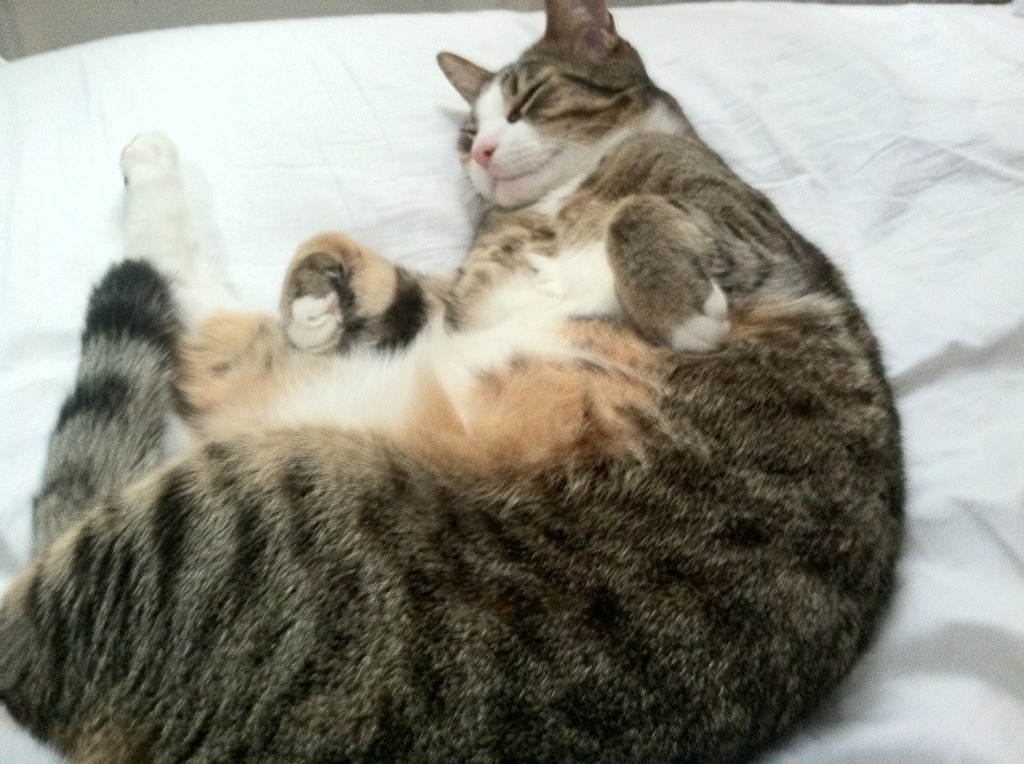 开云官网-范弗利特一箭穿心，火箭险胜马刺背后的大场面先生哲学