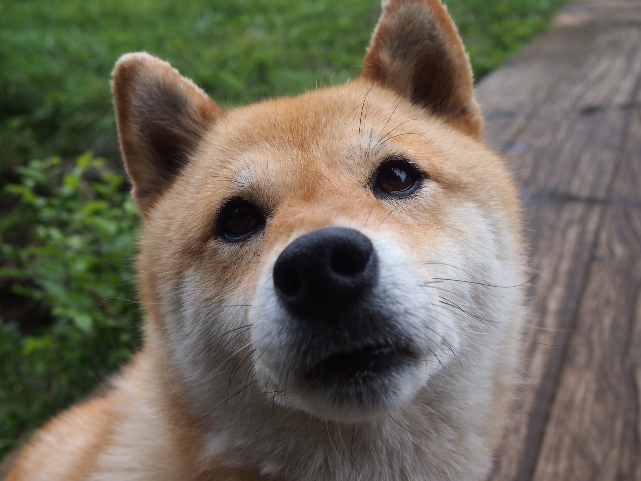 开云平台-当撕裂之城遭遇华南虎，一场虚构篮球史诗中的文化对位与生存哲学