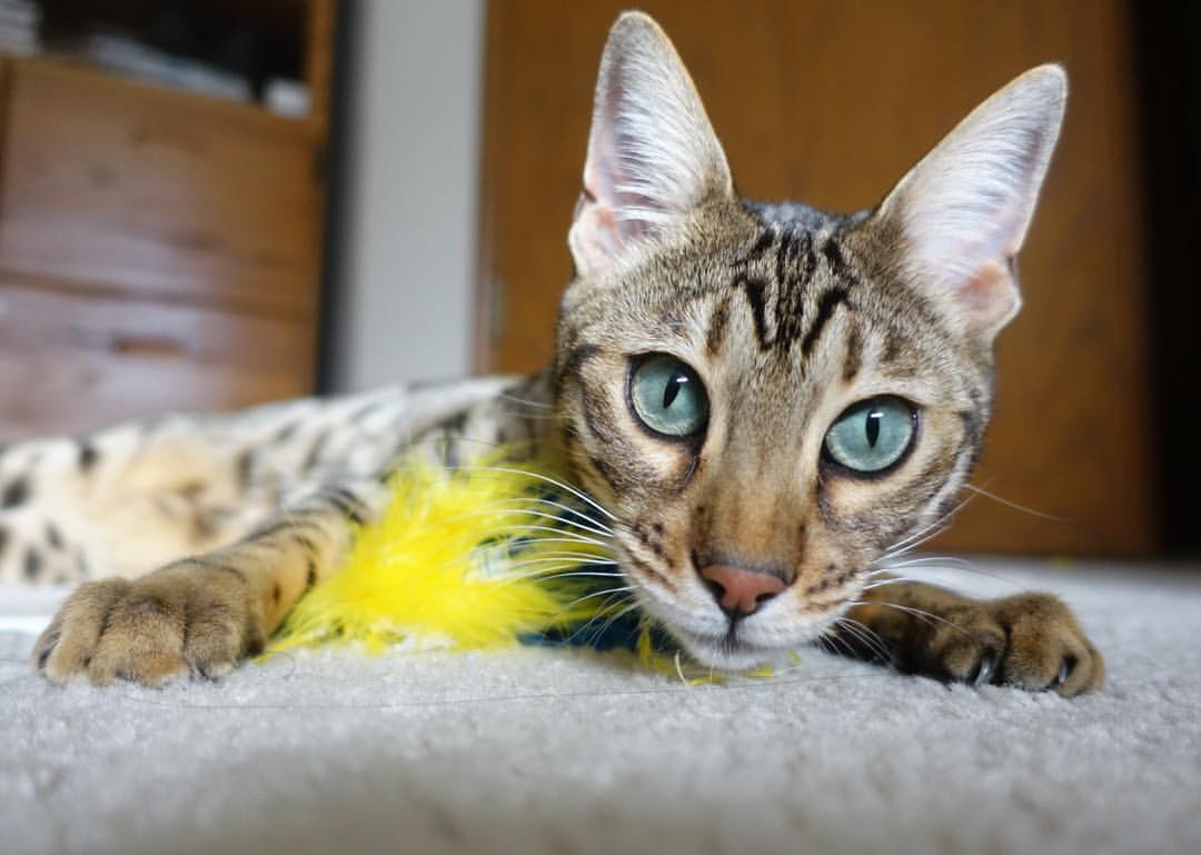 绝杀之夜，步行者团结致胜，杜兰特无争议全场最佳成耀眼光芒