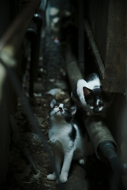 开云下载-沙特新王降临，姆巴佩率队踏平切尔西，新时代序幕拉开