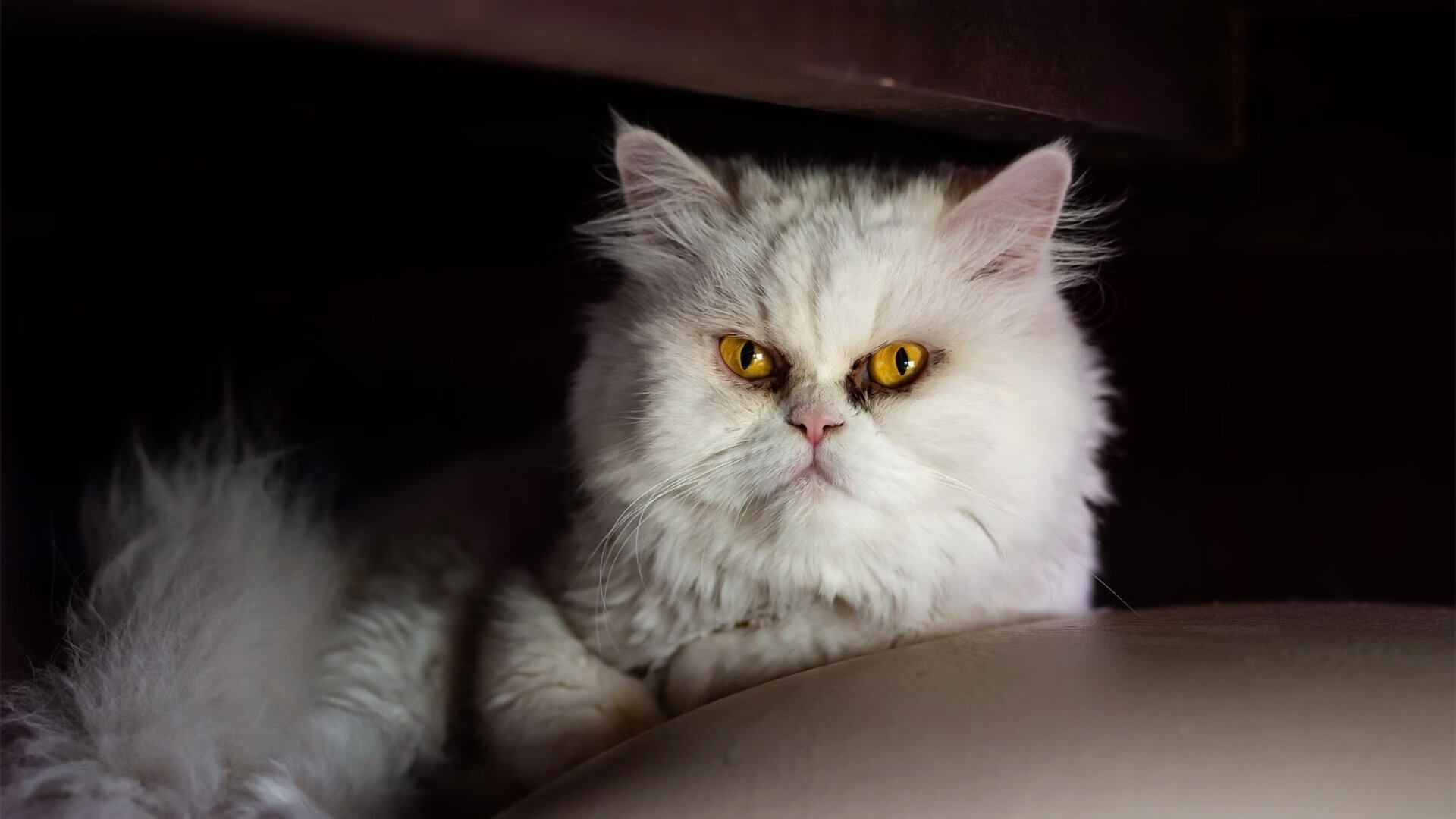 开云体育官网-奇迹诞生夜！伊拉克队正面击溃波兰，德里赫特贡献制胜表现成为国家英雄