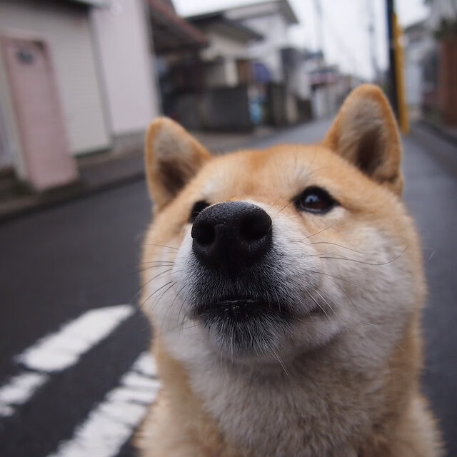 死神降临！杜兰特狂飙40+率骑士击溃广厦，单节21分诠释何为超级巨星
