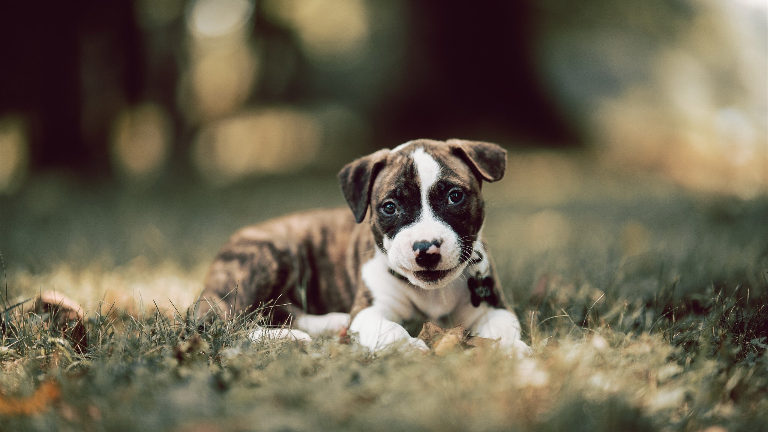 哈登编织节奏的指挥家,美加墨世界杯之夜的团队交响