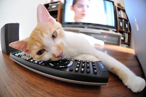 双线统治!塔图姆攻防一体率黄蜂主场告捷