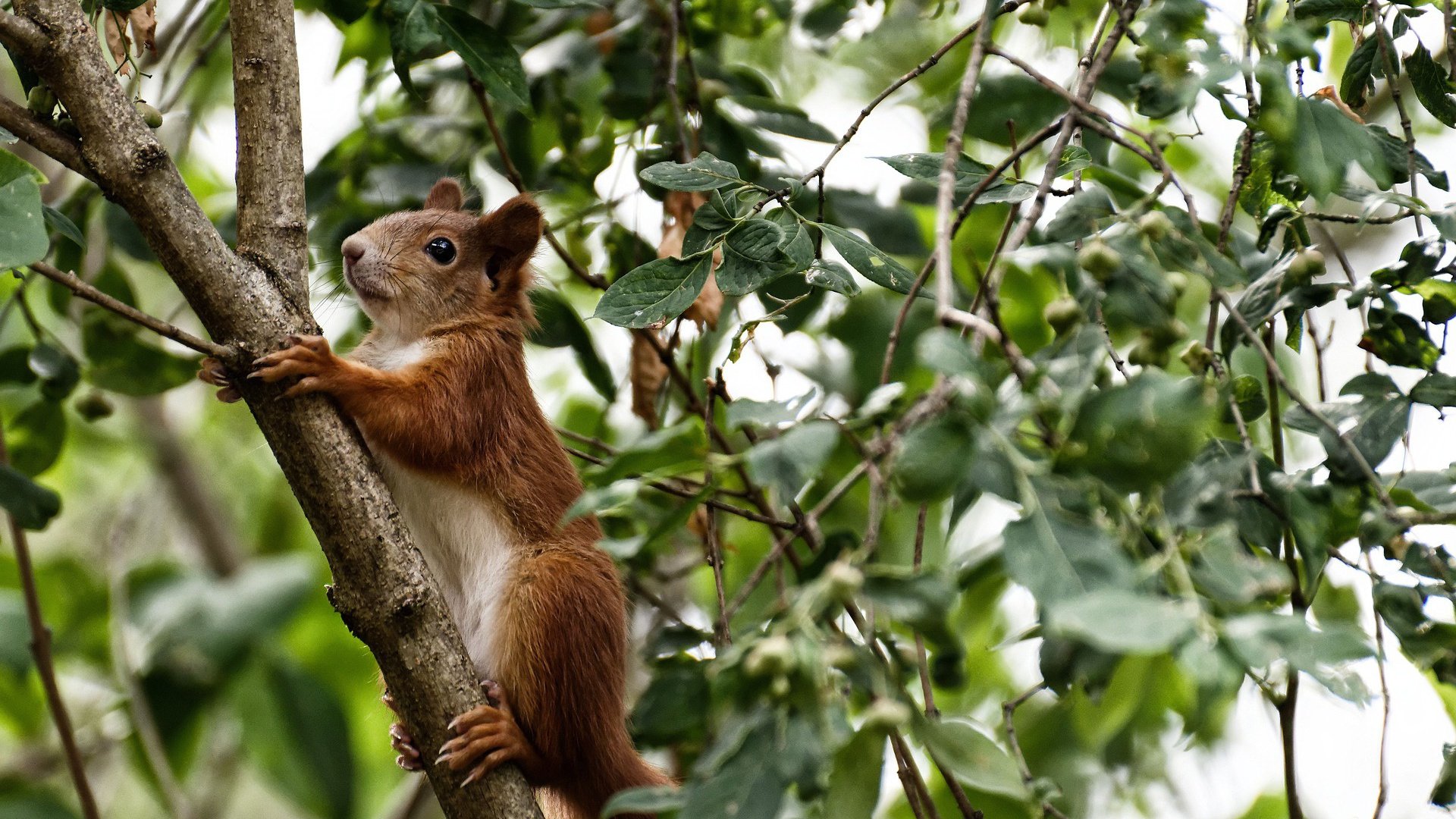 开云体育入口-F1街道赛之夜，戈麦斯，舞台越大越强
