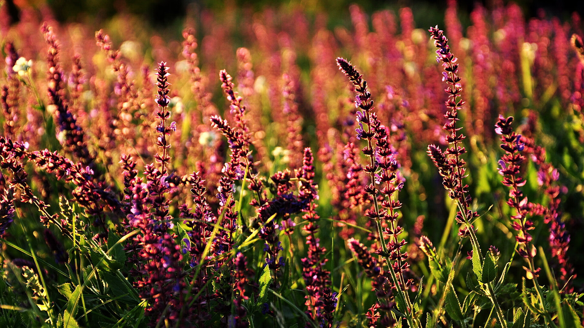 开云体育app-铁壁与烈焰，当个人掌控力遭遇集体哲学的革命