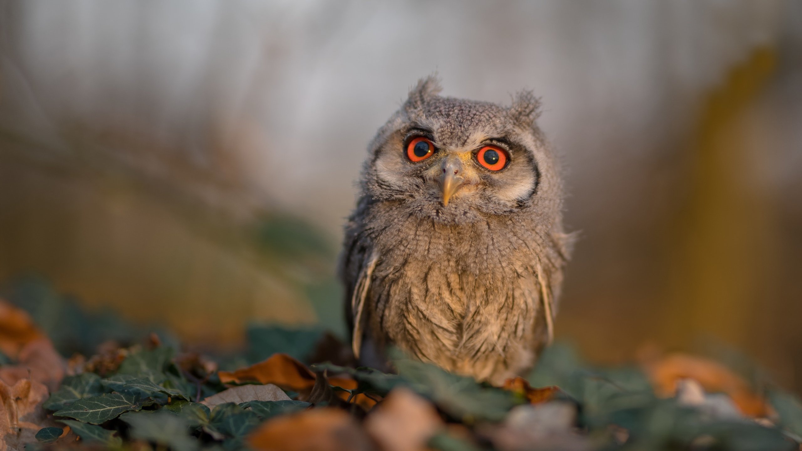 布鲁诺绝杀!喀麦隆决胜局力克哥斯达黎加