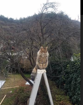 双线奏凯,加克波的领袖光芒与马赛的战术碾压