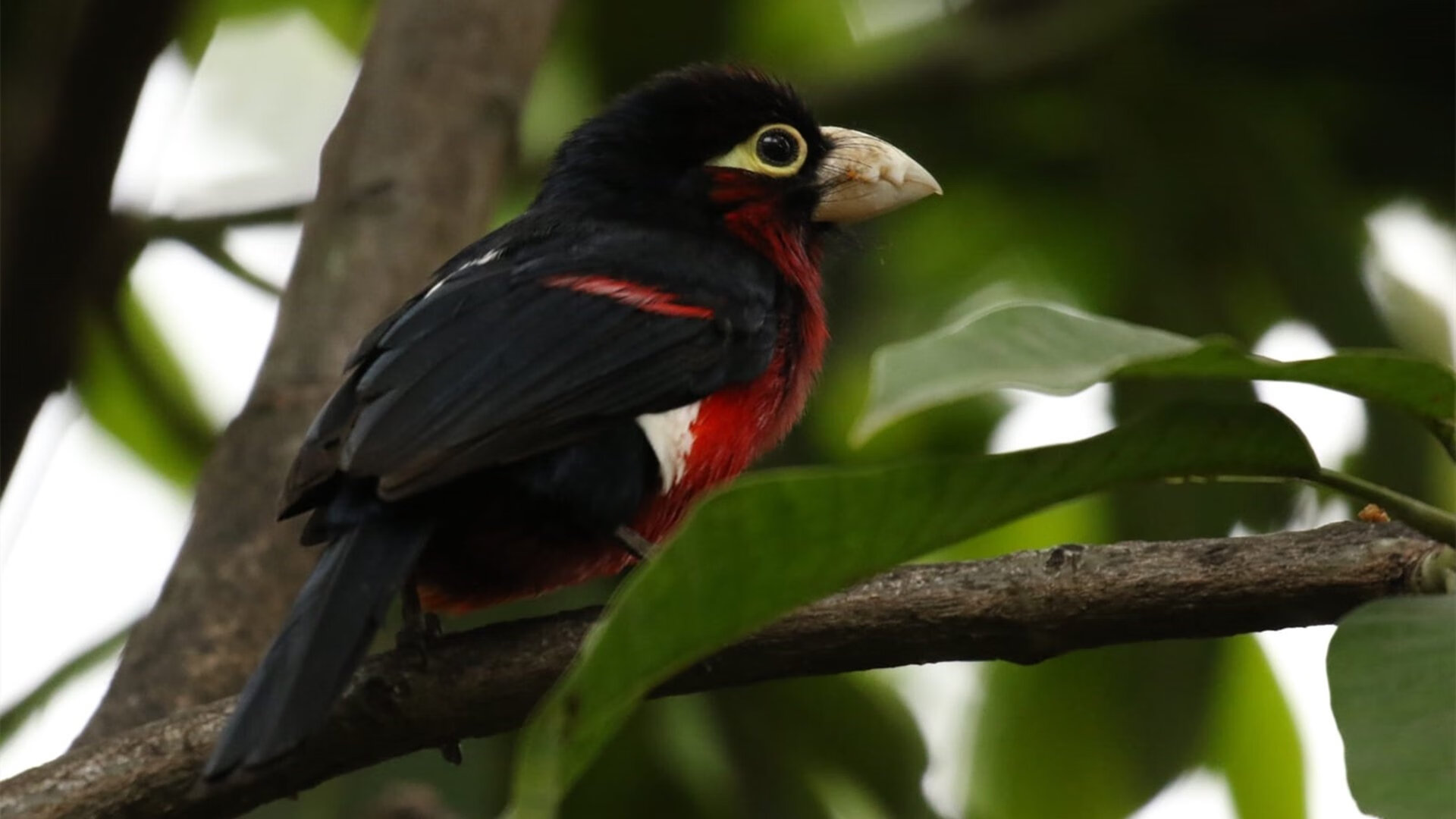 奇才对决太阳，哈利伯顿的关键时刻艺术