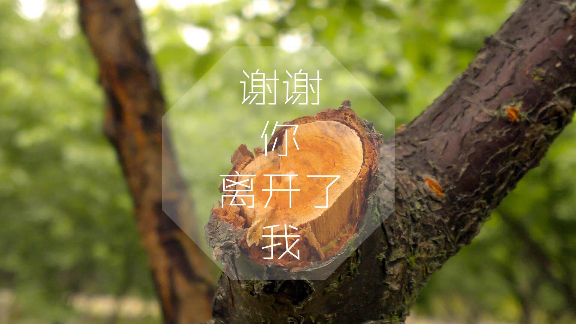 开云体育APP下载-南美雄狮横扫亚洲黑马，格列兹曼致命一击，巴西碾压越南迎来开门红